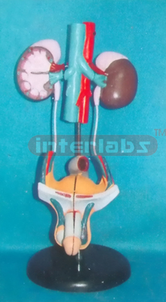 MALE UROGENITAL SYSTEM ON STAND With ADRENAL GLAND